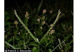 Indian goosegrass is inherent to africa, but naturalized in south america, micronesia, asia, american samoa and the pacific islands from the tropical to subtemperate regions. Plants Profile For Eleusine Indica Indian Goosegrass