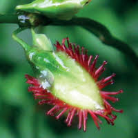 Image result for Fagopyrum snowdenii