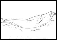 Steve backshall tracks down 60 of the world's deadliest animals in deadly 60. How To Draw Cartoon Seals Sea Lions Realistic Seals Sea Lions Drawing Tutorials Drawing How To Draw Seals Sea Lions Drawing Lessons Step By Step