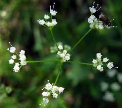 Image result for Pimpinella
