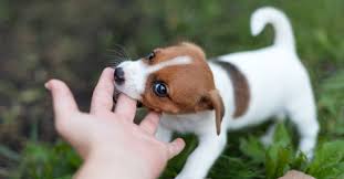 Want to teach your puppy to stop biting you? How To Stop Puppy Biting And Nipping