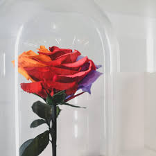 Visa maestro mastercard diners moja lidl poklon kartica nije aktivirana. Vendita Fiori E Piante Stabilizzate Floricoltura Quaiato