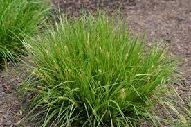 Image result for Carex cognata