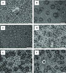 Image result for Stomatanthes sp.no.1