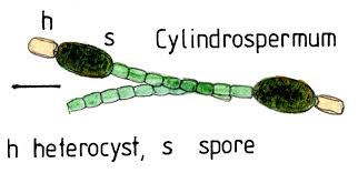Image result for Cylindropsis
