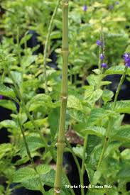 Image result for Justicia phyllostachys