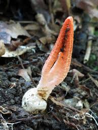 Image result for Pseudopod Ospermum