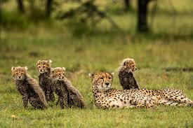 NatureTrack Foundation Presents 5th Anniversary of The NatureTrack Film  Festival