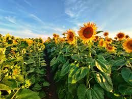 If you have ever driven to lake tahoe (from san francisco or bay area) in the summer, you must have noticed rows and rows of gorgeous sunflower fields lined along the freeway. Best Photo Shoot Location Sunflower Fields The Aggie