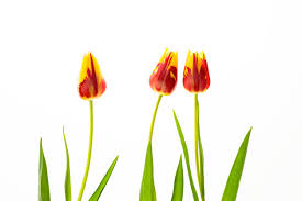 Fiori bisessuali, alternati ad altri unisessuali, colore giallo verdognolo, riuniti in grappoli allungati penduli; Fiori Giallo Verdognoli A Grappolo