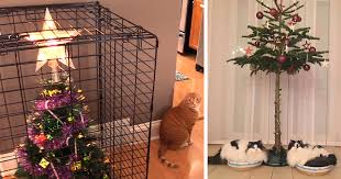 Upload your pictures straight to our website using the walmart app for a quick, easy way to get your photos printed. 40 Genius People Who Found A Way To Protect Their Christmas Trees From Asshole Cats And Dogs Bored Panda