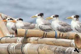 Maybe you would like to learn more about one of these? Serunya Mengintip Burung Laut Di Selat Sunda Mongabay Readers