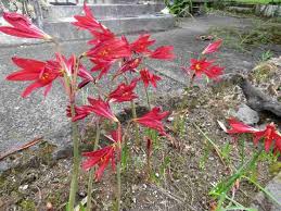 Image result for Polystachya bifida