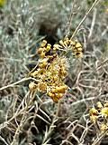 Image result for Helichrysum quartinianum
