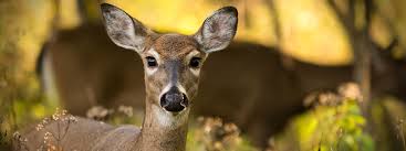 You'll receive a course handbook. Hunter Education Ohio Department Of Natural Resources