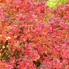 Image result for Spiraea japonica ´Little Princess