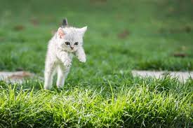 Neurologic Symptoms Need Immediate Veterinary Care Catwatch Newsletter
