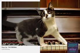Ranging from the absolutely adorable to the most stubborn, vengeful, infuriating felines on the planet. Adeevee Only Selected Creativity Misu Piano Cat Funny Cat Dancing Cat
