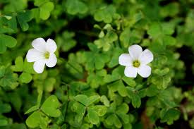 Rhizomes multiply by forming buds, but you can. Vegetable Garden Full Of Oxalis Daltons