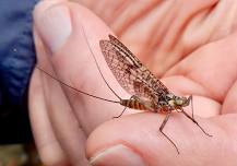Chapter Meeting — Penns Creek Chapter of Trout Unlimited