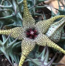 Image result for Orbea caudata