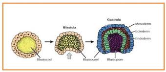 Perkembangan embrio ayam praktikum i a. Biologi Gonzaga Pertumbuhan Hewan