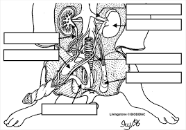 Fetal Pig Dissection And Lab Guide