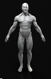 Now let's explore the functions of each part of the male genitals. Male Anatomy Model Sculpt On Cubebrush Co Desenho Corpo Humano Referencia Anatomia Anatomia Do Corpo Humano
