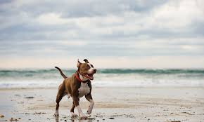 While these dogs do have a unique history of aggression, modern pitbulls are loveable pets that have adapted to domestic life. Different Types Of Pitbulls Differences Appearances Traits Pictures
