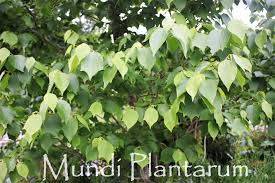 Image result for Alangium chinense