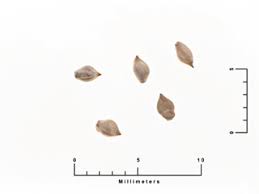 Image result for Paspalidium