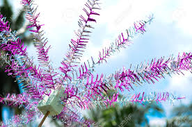 I get subscribed data in only one function not each. Bunga Manggar Is A Traditional Decoration In Malays Wedding Celebration Stock Photo Picture And Royalty Free Image Image 39728184