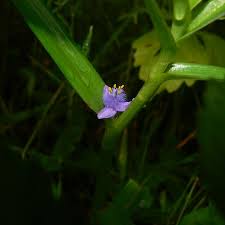 Image result for Cyanotis axillaris