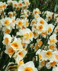 Narcissus Yazz Yazz Has A Distinctive Look And Attitude It Opens With A Pale Yellow Perianth That Matures To Ivory Wit Narcissus Flower Bulb Flowers Narcissus