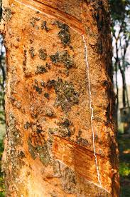 In the wild, the rubber tree will grow to heights of 100 to 130 feet, and can live up to 100 years. Gum Of Rubber Tree Scratches On Trunk Of Rubber Tree To Get It S Rubber Gum Sponsored Tree Rubber Gum Gum Trunk Ad Rubber Tree Tree Gum