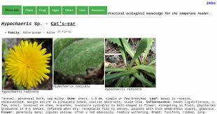 Image result for Hypochaeris