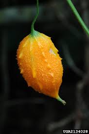 Image result for Momordica charantia