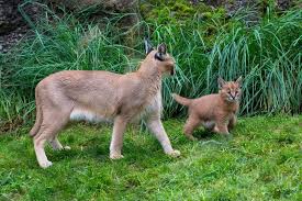 Caracal kitten for sale sex: 4 Oregon Caracal Kittens