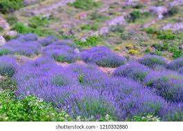 Lavender Field On Hvar Island Croatia Stock Photo Edit Now 1210332880