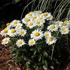Snow plant with its scarlet red coloration and early spring flowering is a beautiful wildflower. Shasta Daisy Snow Lady Leucanthemum X Superbum My Garden Life