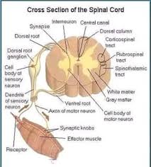 Organ Tubuh Manusia 3d Physiology Anatomy And Physiology Human Anatomy And Physiology
