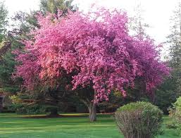 We did not find results for: Close Up On Blooming Tree Cherry Trees Garden Flowering Cherry Tree Weeping Cherry Tree