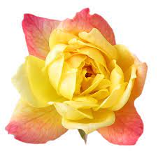 Hd Flower Wallpaper Free Yellow Rose Flower Wallpaper Rose Flower Wallpaper Flower Wallpaper Yellow Rose Flower