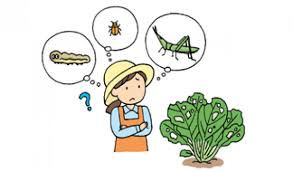 第3回 葉のトラブル 虫に葉を食べられた こんな症状の時どうする 病害虫トラブル110番 野菜編 読みもの サカタのタネ 家庭菜園 園芸情報サイト 園芸通信