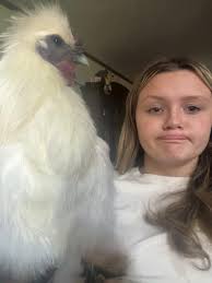 Rooster missing in Manchester area