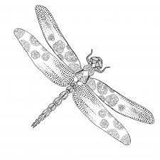 Dragonfly life cycle coloring page our articles are free for you to copy and distribute. Pin On Coloring Good At Any Age 5