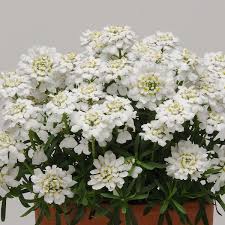 Any of the white roses; Whiteout Candytuft Growing In A Perfect Mound And Covered In Pure White Spring Flowers Flowers Perennials Spring Garden Flowers Flower Seeds