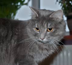 20 Most Popular Long Haired Cat Breeds Samoreals Long Haired Cats Cat Breeds Long Hair Cat Breeds