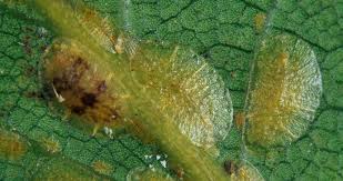 Image result for puklice na orchideích obrázek