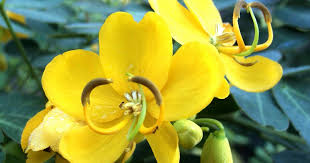 Image result for Senna bicapsularis